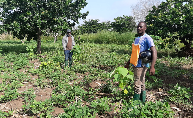 Au Bénin, une équipe de copains a décidé de restaurer le couvert forestier autour de  son village !!